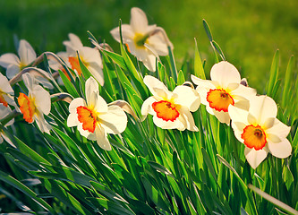 Image showing Narcissuses blossoming in a garden among a green grass.