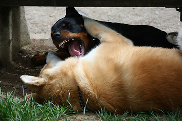 Image showing Akita and Rottwiler