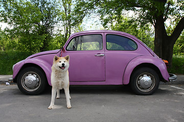 Image showing Akita and car