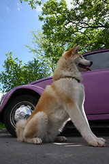 Image showing Akita and car