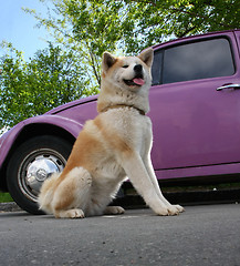 Image showing Akita and car