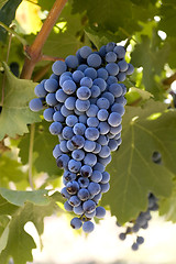 Image showing Grapes on the vine