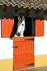 Image showing Horse in stable