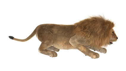 Image showing Male Lion