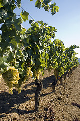 Image showing Grapes hanging from vines