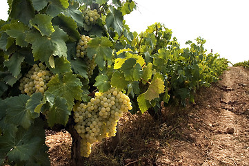 Image showing Grapes hanging from vines