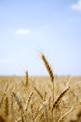 Image showing Ear of wheat in a field