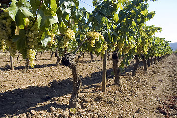 Image showing Rows of vines in vineyard