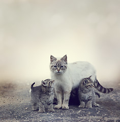 Image showing Homeless Kittens And Their Mother
