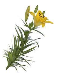 Image showing Yellow Lily Flowers