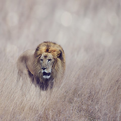 Image showing Lion