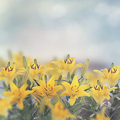 Image showing Yellow Lily Flowers