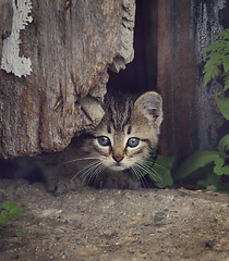 Image showing Homeless Kitty