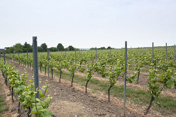 Image showing Rheinhessen