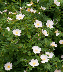 Image showing dog rose