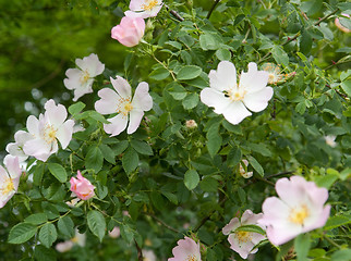 Image showing dog rose