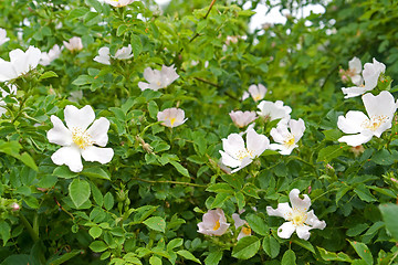 Image showing dog rose