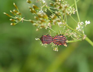 Image showing Italian Striped-Bug