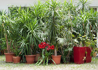 Image showing potted plants