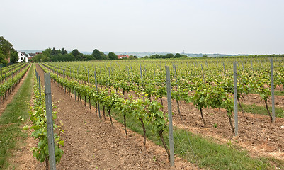 Image showing Rheinhessen