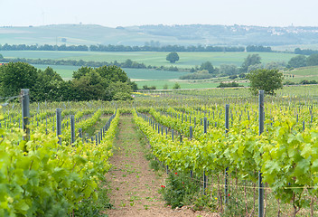 Image showing Rheinhessen