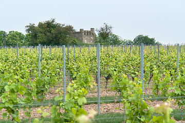 Image showing Rheinhessen