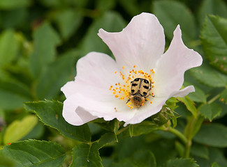 Image showing dog rose and beetle