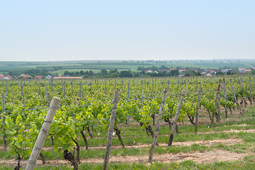 Image showing Rheinhessen