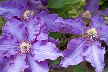 Image showing clematis