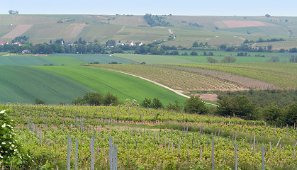 Image showing Rheinhessen