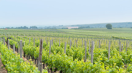 Image showing Rheinhessen