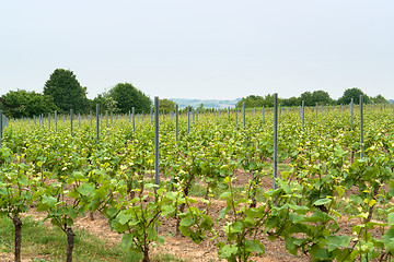 Image showing Rheinhessen