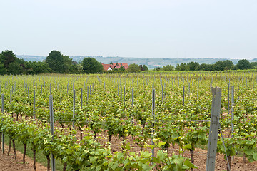 Image showing Rheinhessen