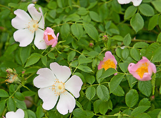 Image showing dog rose