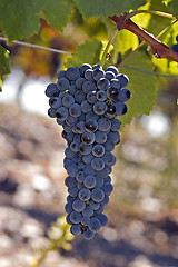 Image showing Grapes on the vine 1