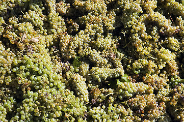 Image showing Grapes freshly harvested