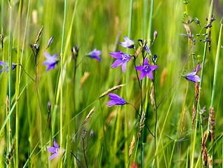 Image showing Spreading bellflower