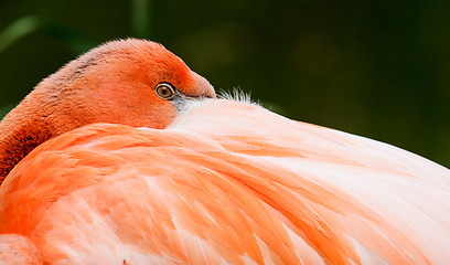 Image showing Flamingo