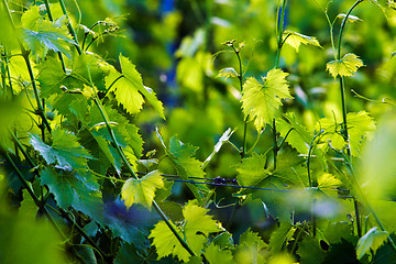 Image showing Vineyard