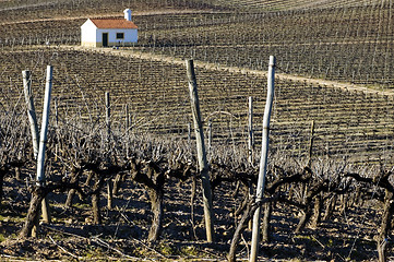 Image showing Vineyard in winter