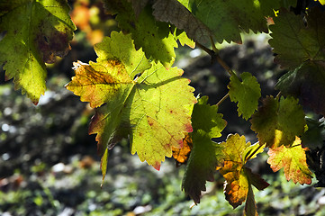 Image showing Autumn leaves on vine