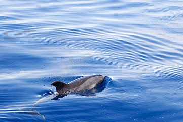 Image showing Dolphin on ocean surface