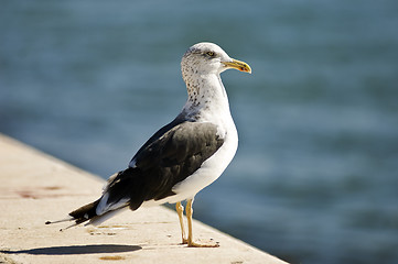 Image showing Seagull standing on a ledge