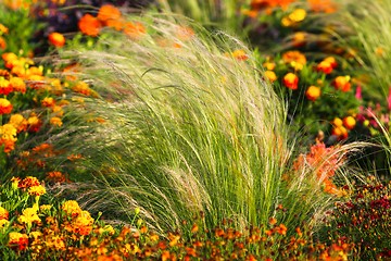 Image showing Small red flowers at spring