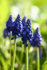 Image showing Small blue flowers at spring