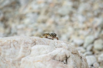 Image showing Gecko lizard on rocks 