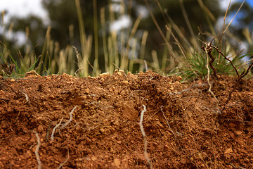 Image showing Green moss on tree trunk