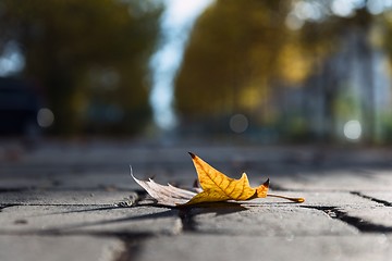 Image showing Autumnal leaf on the ground