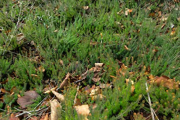 Image showing Green moss on tree trunk