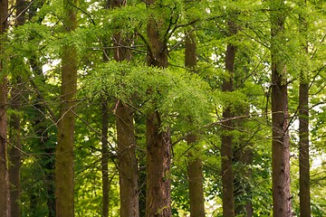 Image showing Green leaves of a tree in sunlight